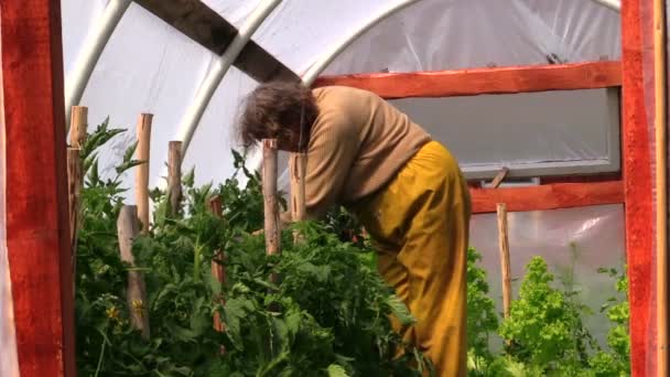 Senior vrouw in broeikas op struiken van tomaten — Stockvideo