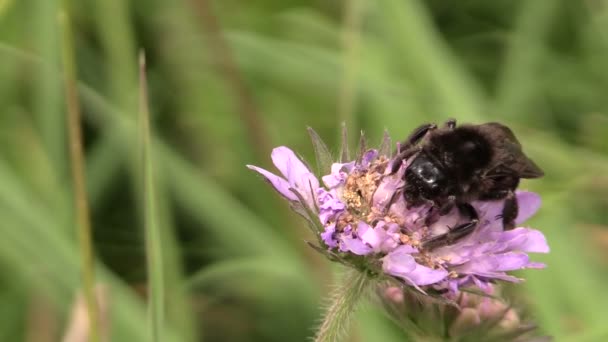 Bumblebee (Bombus) recoger néctar de flor rosa — Vídeo de stock