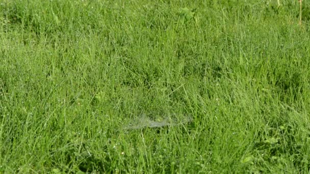 Босоногая женщина в заправленных джинсах ходит по росистой утренней траве — стоковое видео