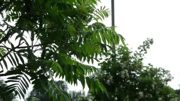 A díszítő kerti fa nagy levelek csöpögő esőcseppek — Stock videók