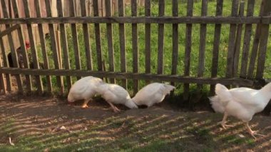 Tavuk tarım peyzaj açık çiftlik.