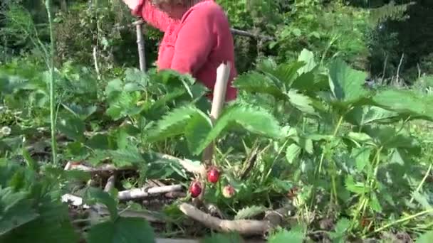 Oude boer oma vrouw onkruid aardbei plant met rijpe bessen — Stockvideo