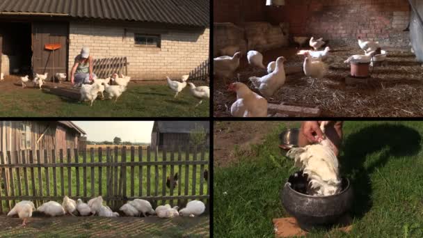 Mulher agricultora alimenta frangos de corte e plumas. Colagem de vídeo clip . — Vídeo de Stock
