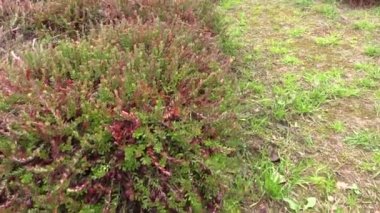 Kızılcık mossberry berry bitkiler Bahçe plantasyon içinde büyümek