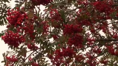 Rowan üvez meyveleri ağaç dalları rüzgara karşı hareket.