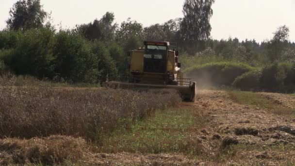 Farm combine thrash on village grain field. Harvest time. — Stock Video