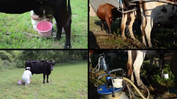 Traite manuelle et automatique des vaches à la ferme. Clip vidéo collage — Video