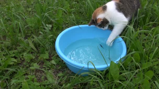 Gato hambriento captura y comer pescado de tazón de plástico azul con agua — Vídeos de Stock