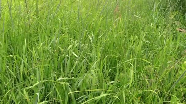 Landwirt mäht Gras mit manuellem Benzintrimmer — Stockvideo