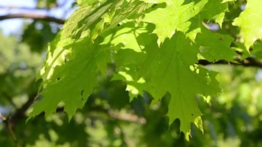 Parlak ıslak meşe ağaç dal dal yaprak sabah rüzgarda taşımak
