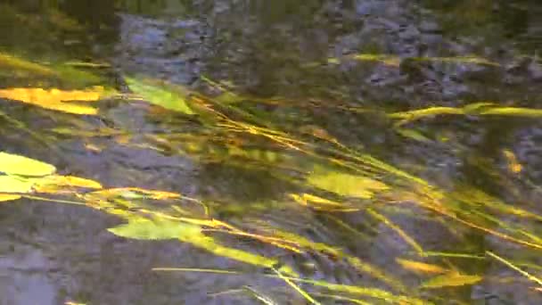 Красивые подводные растения движутся по течению реки — стоковое видео