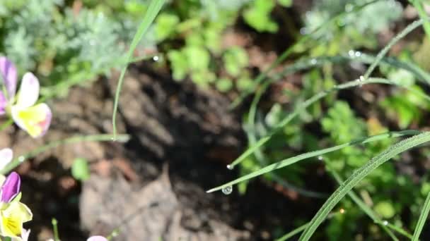 Long grass stem covered with morning dew drops move in wind — Stock Video