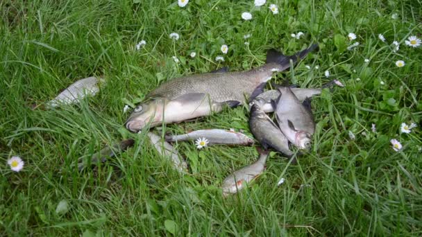 Alive bream and roach fishes lie struggling on meadow grass — Stock Footage Alive bream and roach fishes lie struggling on meadow grass Stock Footage