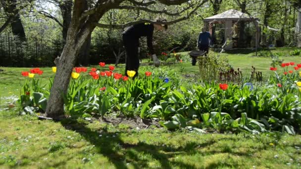 Νέος κηπουρός εργάζονται μεταξύ δυο Ανοιξιάτικα λουλούδια τουλίπα — Αρχείο Βίντεο