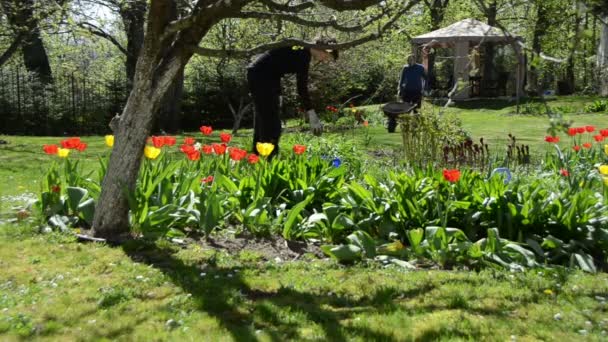 Aantal jonge tuinman werken tussen voorjaar tulp bloemen — Stockvideo