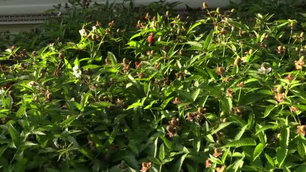 Unreife grüne Himbeer-Erdbeer-Hybride im Garten — Stockvideo