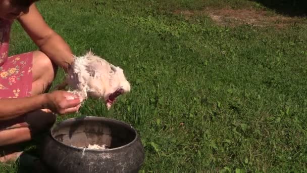 Land vrouw plukken dode kip. daling van de veer in oude zwarte pot. — Stockvideo