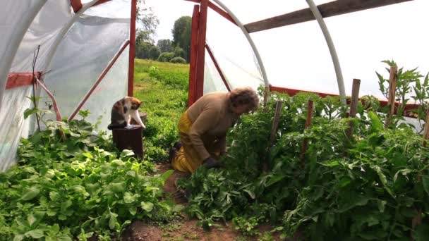 Senior vrouw onkruid tomatenplanten in broeikas en katten huisdier — Stockvideo