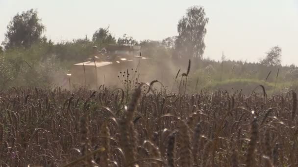 Farma kombajn pracuje v obilném poli na letní den. — Stock video