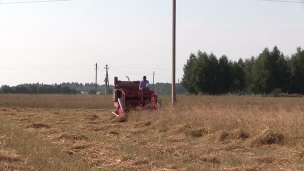 Peasant farm worker harvest wheat plants with small combine — Stock Video