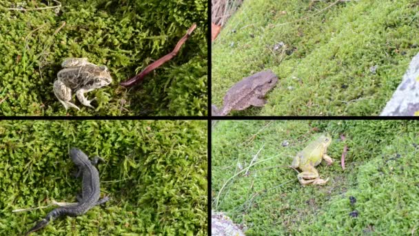 Anfibia sapo, ranas y tritón sobre musgo. Video clips collage . — Vídeo de stock