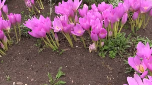 Pink crocus saffron flowers grow in botanical garden in autumn. — Stock Video