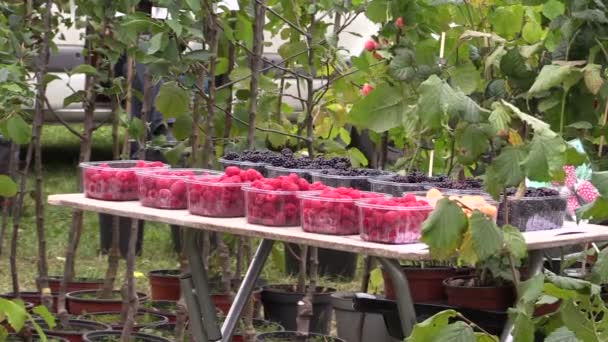 Schwarze Brombeeren, rote Himbeeren und Pflanzen auf dem Markt — Stockvideo