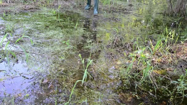 草が生い茂ったぬるぬる湿地林をかき分けていくフォレスター — ストック動画