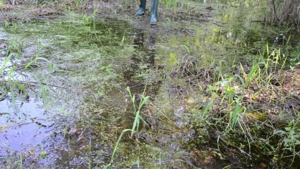 Forester waden door het gras begroeide slijmerige moeras bos — Stockvideo