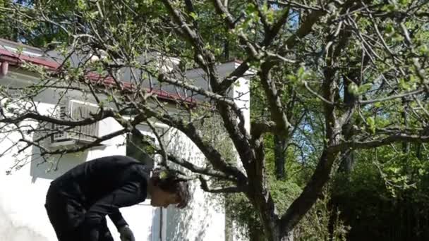 Tilt down of gardener woman work between tulip flower beds — Stock Video