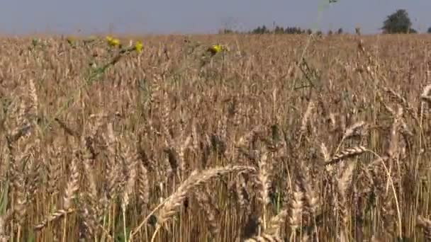 Mähdrescher ernten reife trockene Erbsenpflanzen auf dem Feld. Storchenvögel — Stockvideo