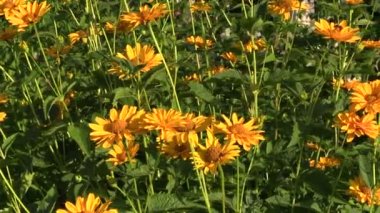 Sarı papatya çiçekler bush blooms sürü ile büyümek bahçede