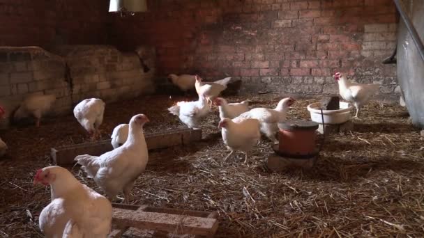 닭장에서 굽는 치킨 피드. 암 탉 가금류 고기 음식에 대 한 성장 — 비디오