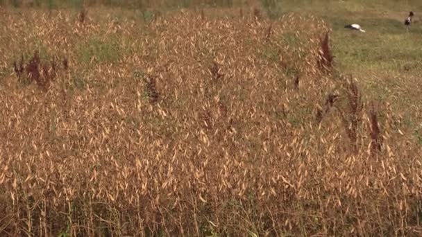 エンドウ豆の植物を乾燥し、収穫フィールドを結合します。コウノトリ鳥 — ストック動画