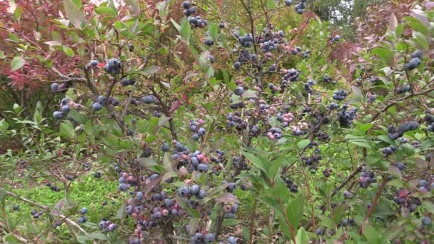 Mirtilos cultivados ecologicamente no jardim — Vídeo de Stock