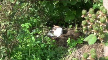 Tekir kedi blackberry bush gölgede yalama Yakınlaştır