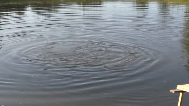 Обыкновенный карп ест белый хлеб на поверхности воды — стоковое видео