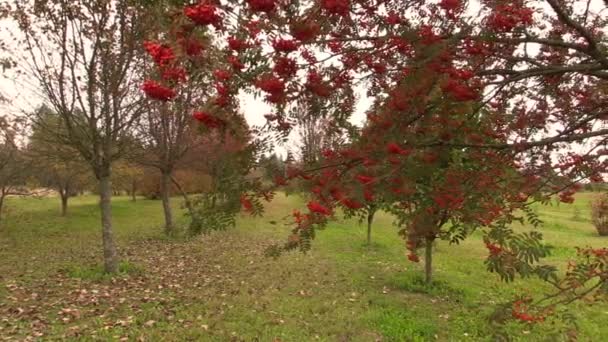 Rowan árbol con bayas rojas en otoño — Vídeos de Stock