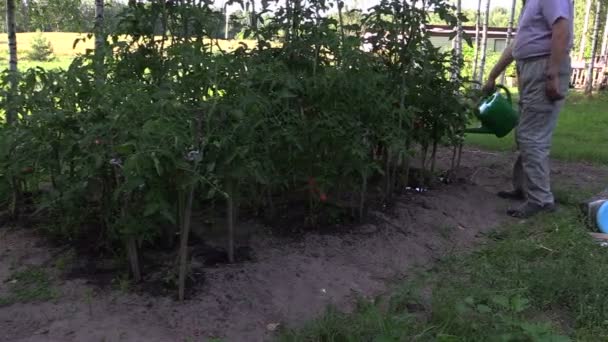 Gärtner Mann mit Gießkanne wässert reife Tomatenpflanzen in Bauernhof — Stockvideo