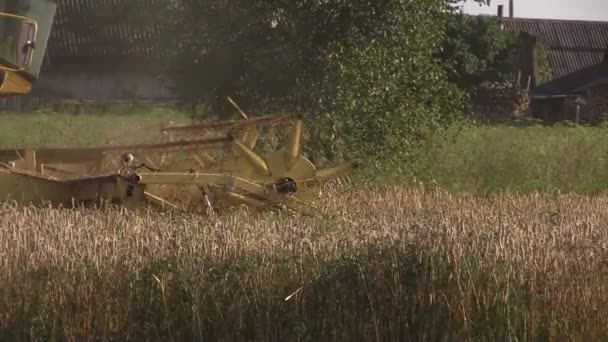 Rolnicze maszyny rolnicze zbiorów ziarna Pszeniczysko latem — Wideo stockowe