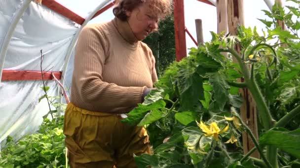 Oude grootmoeder senior vrouw zorg tomaten planten in broeikas — Stockvideo