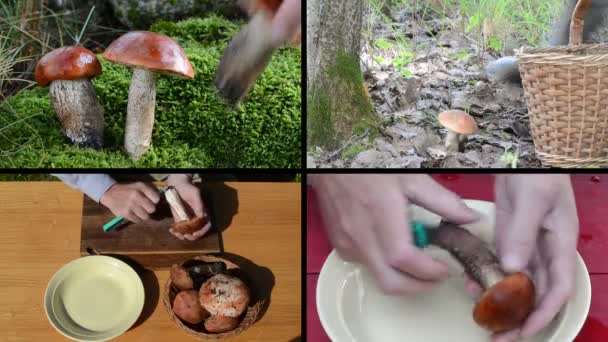 Cueillez à la main les champignons rouges oranges et nettoyez au couteau. Collage — Video