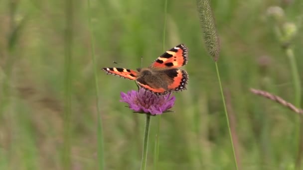 Маленькая черепаховая бабочка сидит на розовом цветке на лугу — стоковое видео