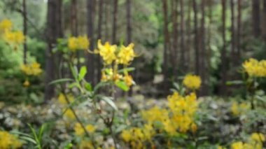 Sarı ormangülü çiçek bitki çiçek bahçesinde yakın hareket