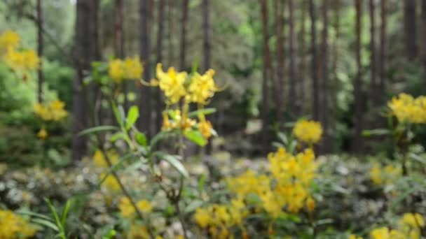 Verplaatsen in de buurt van gele rhododendron bloem plant bloeit in tuin — Stockvideo