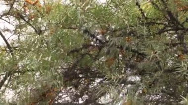 Rüzgarda cehri ağaç dalları sarı berry ile taşımak.