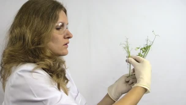 Laboratorium vrouw onderzoeken kolven met genetisch gemodificeerde planten — Stockvideo