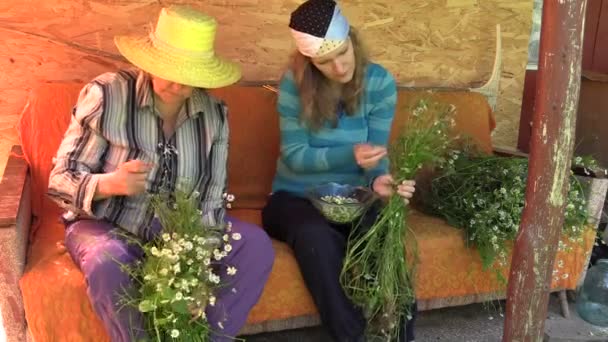 Les femmes de grand-mère et de petite-fille rassemblent l'herbe de camomille — Video