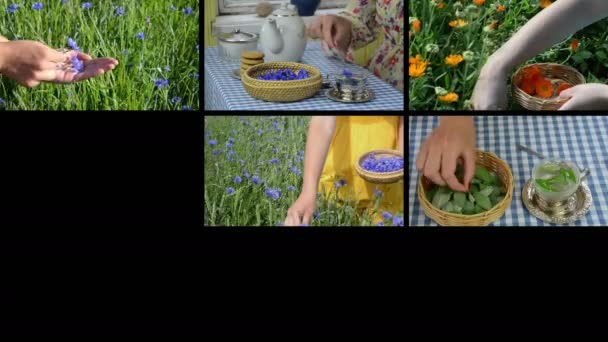 Ruce sbírat byliny a bylinné čaj. Footage koláže