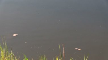 Sazan (Cyprinus carpio) ekmek dilimi gölet yüzey üzerinde yemek.